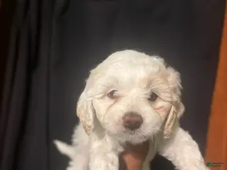 Maltipoo dogs for sale: Mila - Ad 4