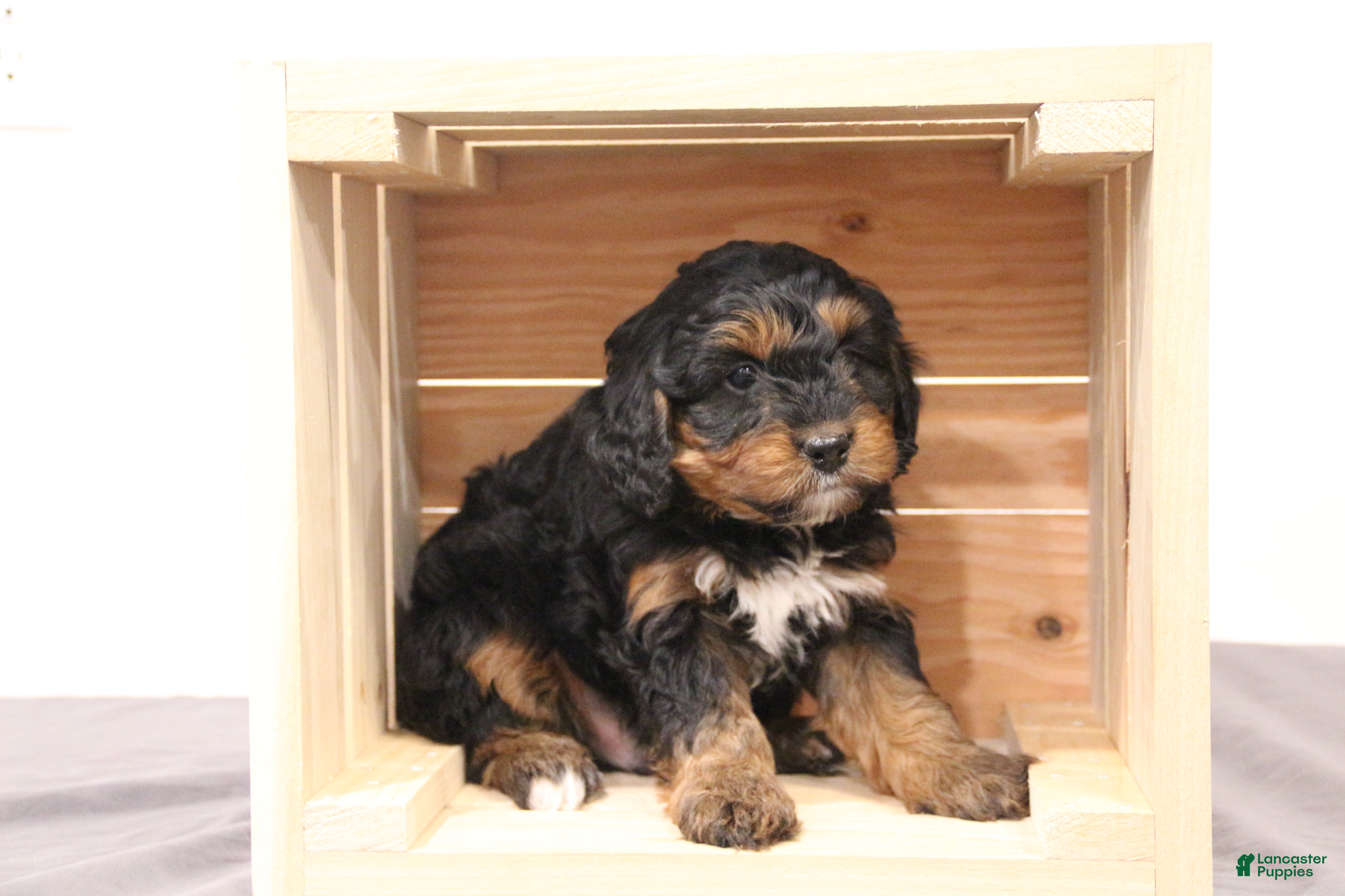 Mini Bernedoodle dogs for sale: Teddy - Ad 3