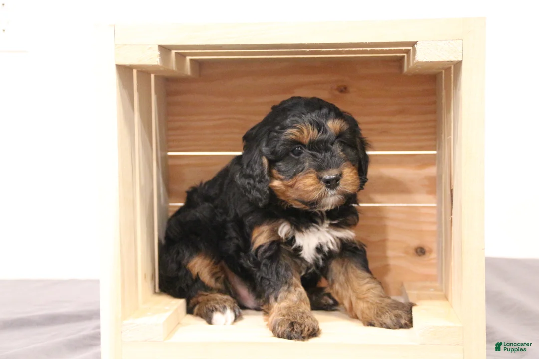Mini Bernedoodle dogs for sale: Teddy - Ad 1