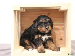 Mini Bernedoodle dogs for sale: Teddy - Ad 3