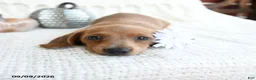 Miniature Dachshund dogs for sale: Sparrow - Ad 5