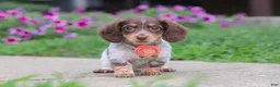 Miniature Dachshund dogs for sale: Chloe - Ad 3