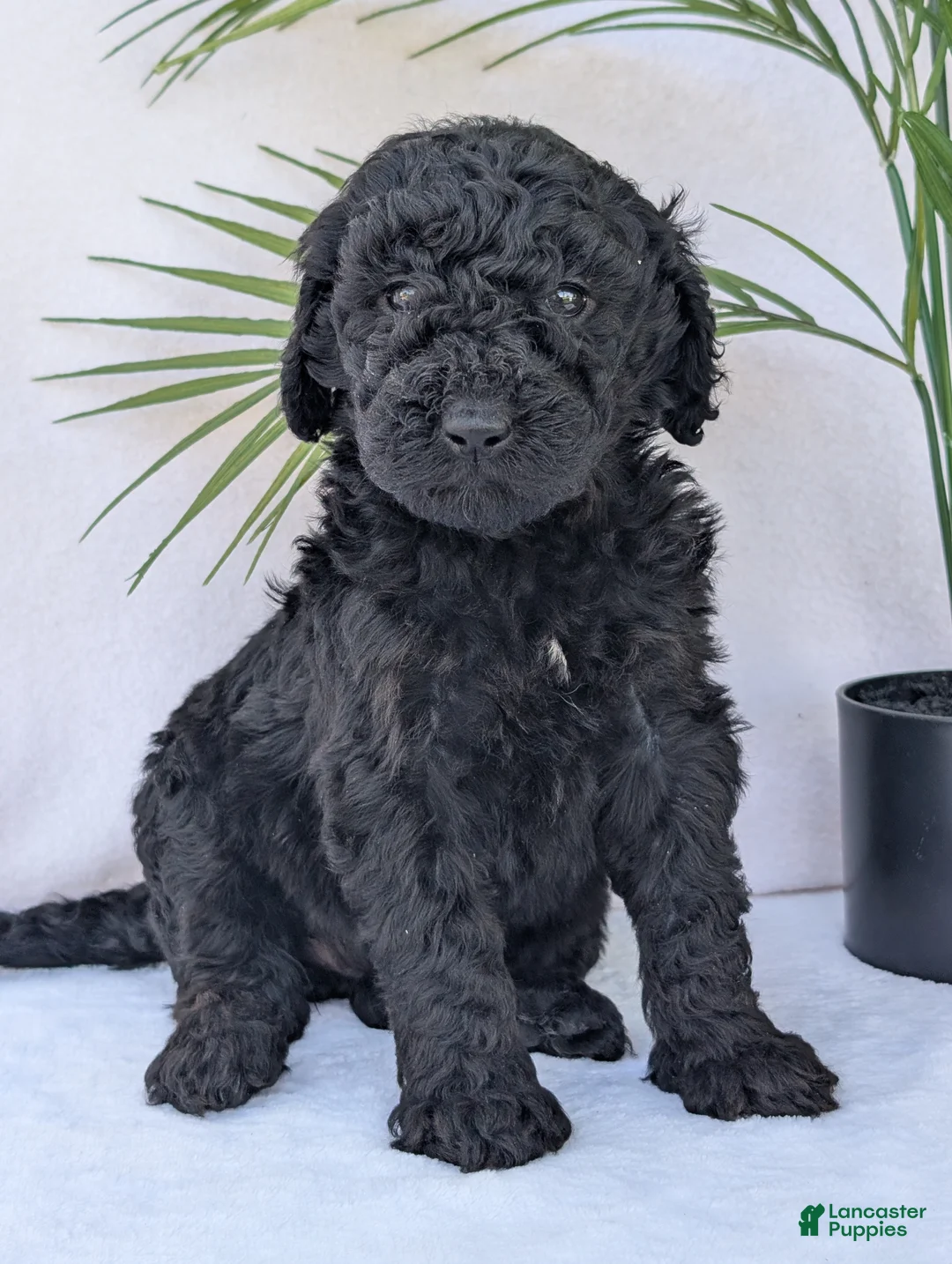 Goldendoodle dogs for sale: Gracie  - Ad 2
