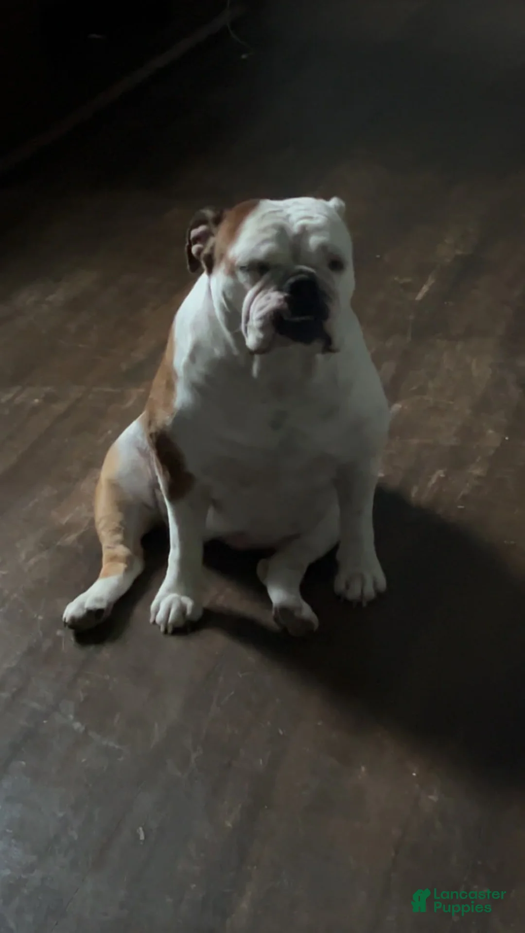 Mixed Breed dogs for sale: Gordo - Ad 2