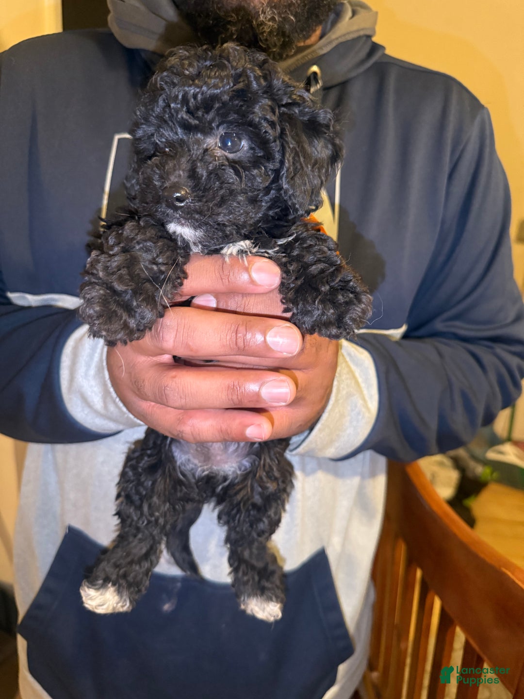 Cavapoo dogs for sale: Moon - Ad 3