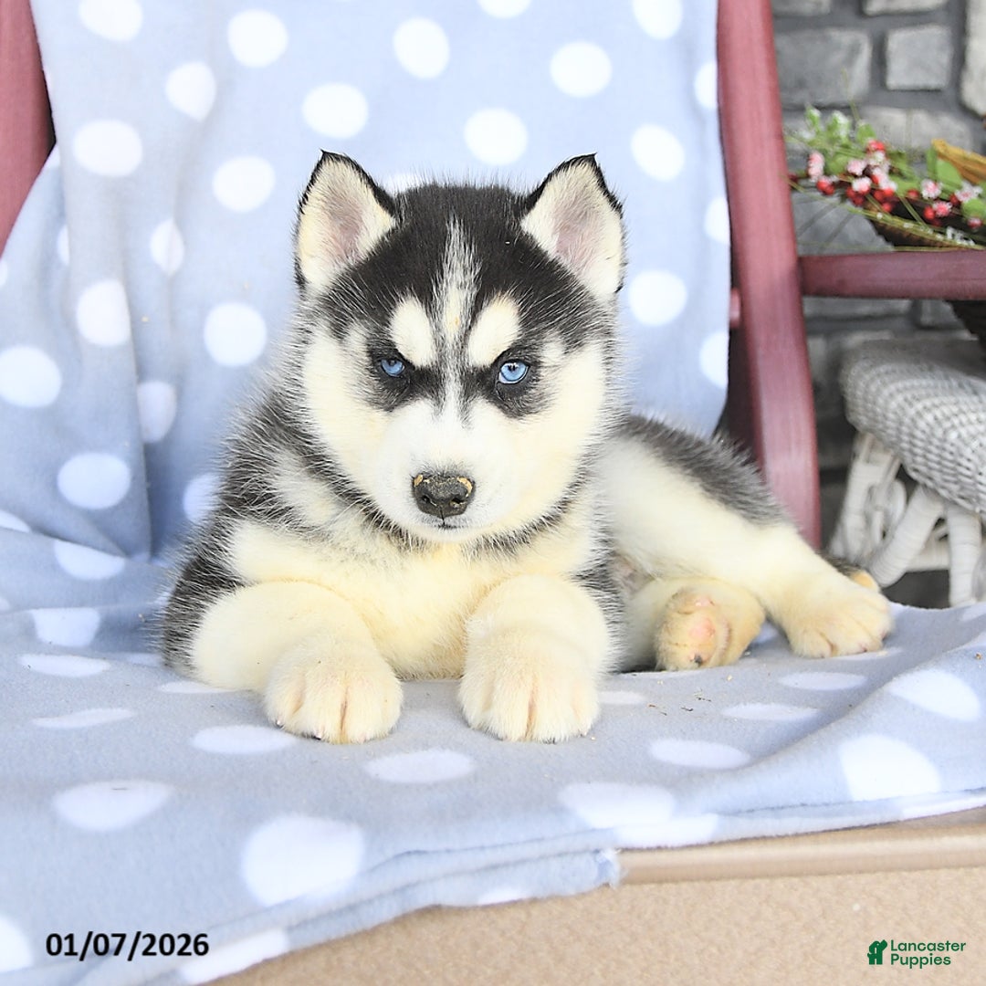 Siberian Husky dogs for sale: Angus - Ad 2