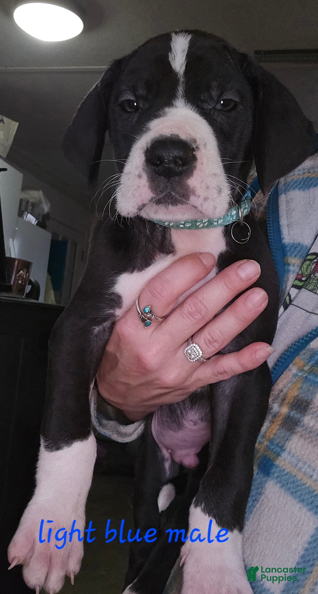 Great Dane dogs for sale: Great Dane Puppy 2 - Ad 1