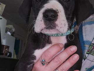 Great Dane dogs Great Dane Puppy 2 - Ad 29