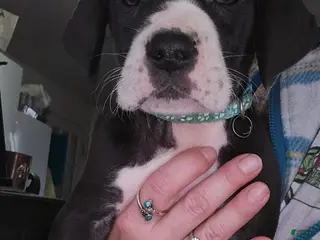 Great Dane dogs Great Dane Puppy 2 - Ad 36