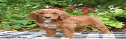 Goldendoodle dogs for sale: Rosalie - Ad 4