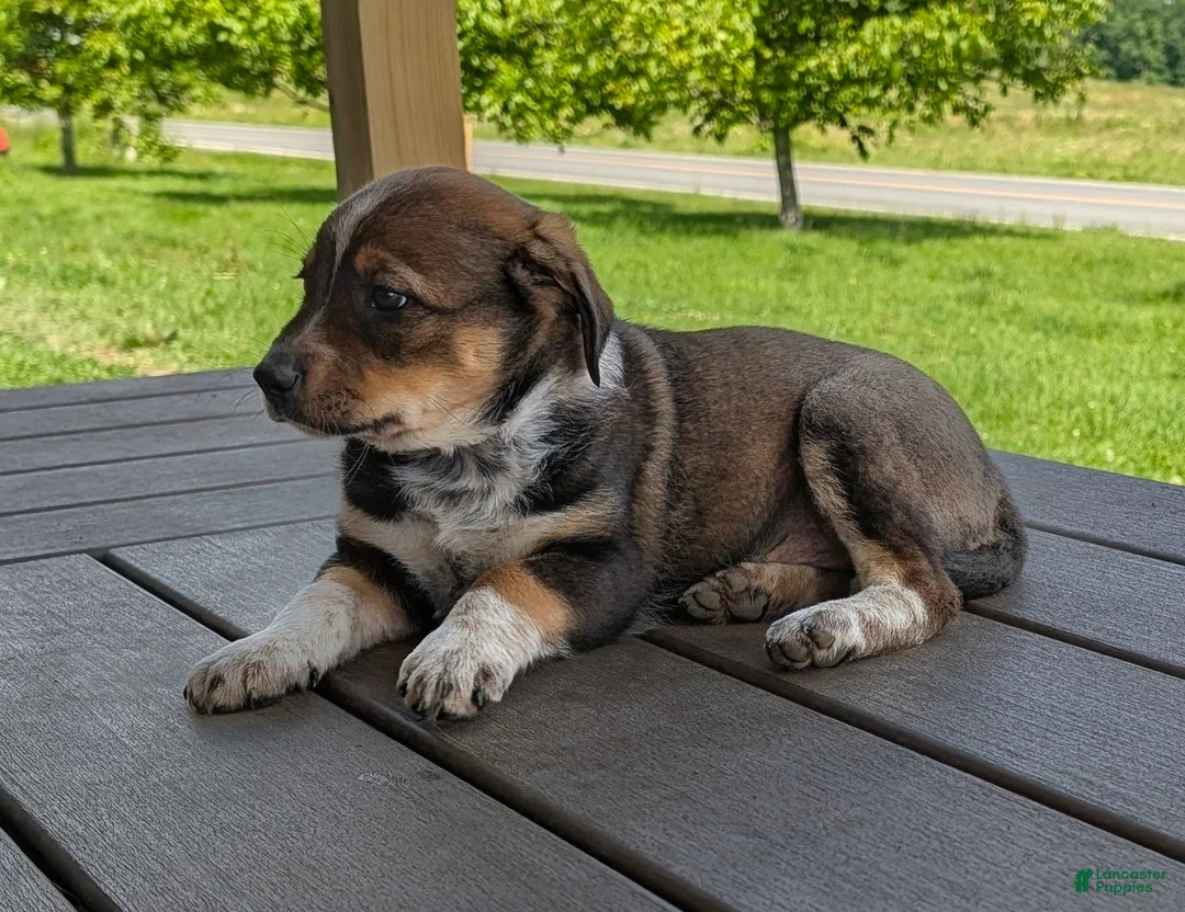 Mixed Breed dogs for sale: Pansy - Ad 2