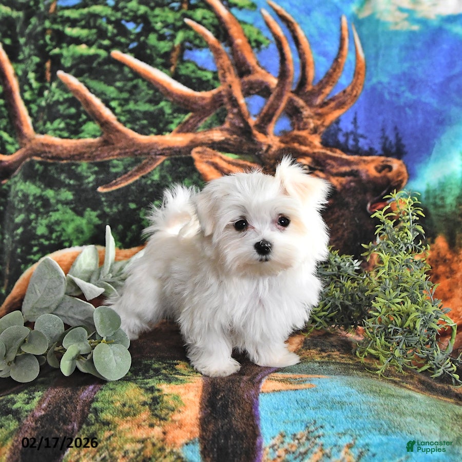 Maltese dogs Cupid EXTRA SMALL - Ad 2