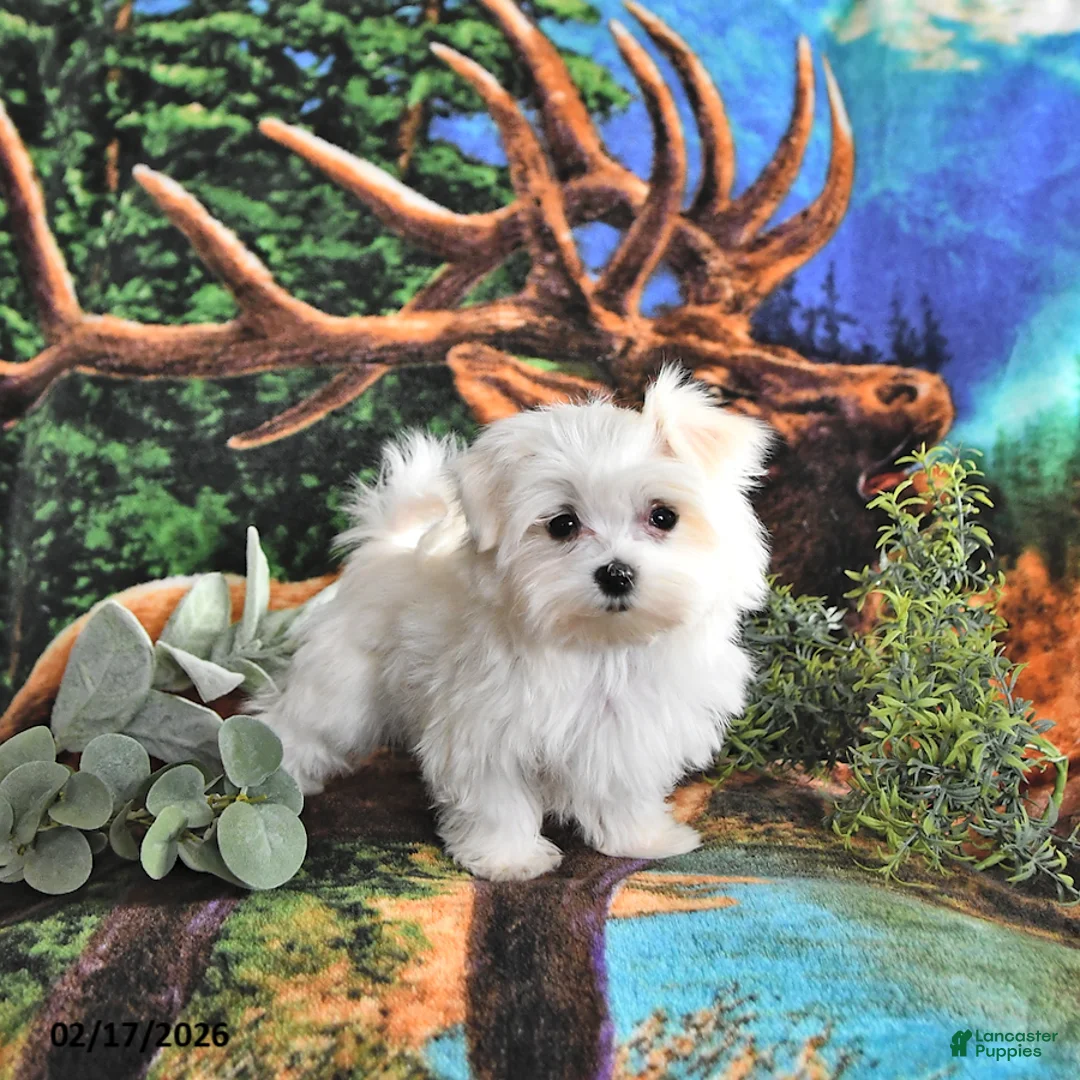 Maltese dogs for sale: Cupid EXTRA SMALL - Ad 2