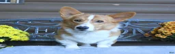 Welsh Corgi Pembroke dogs for sale: Rosa  - Ad 8