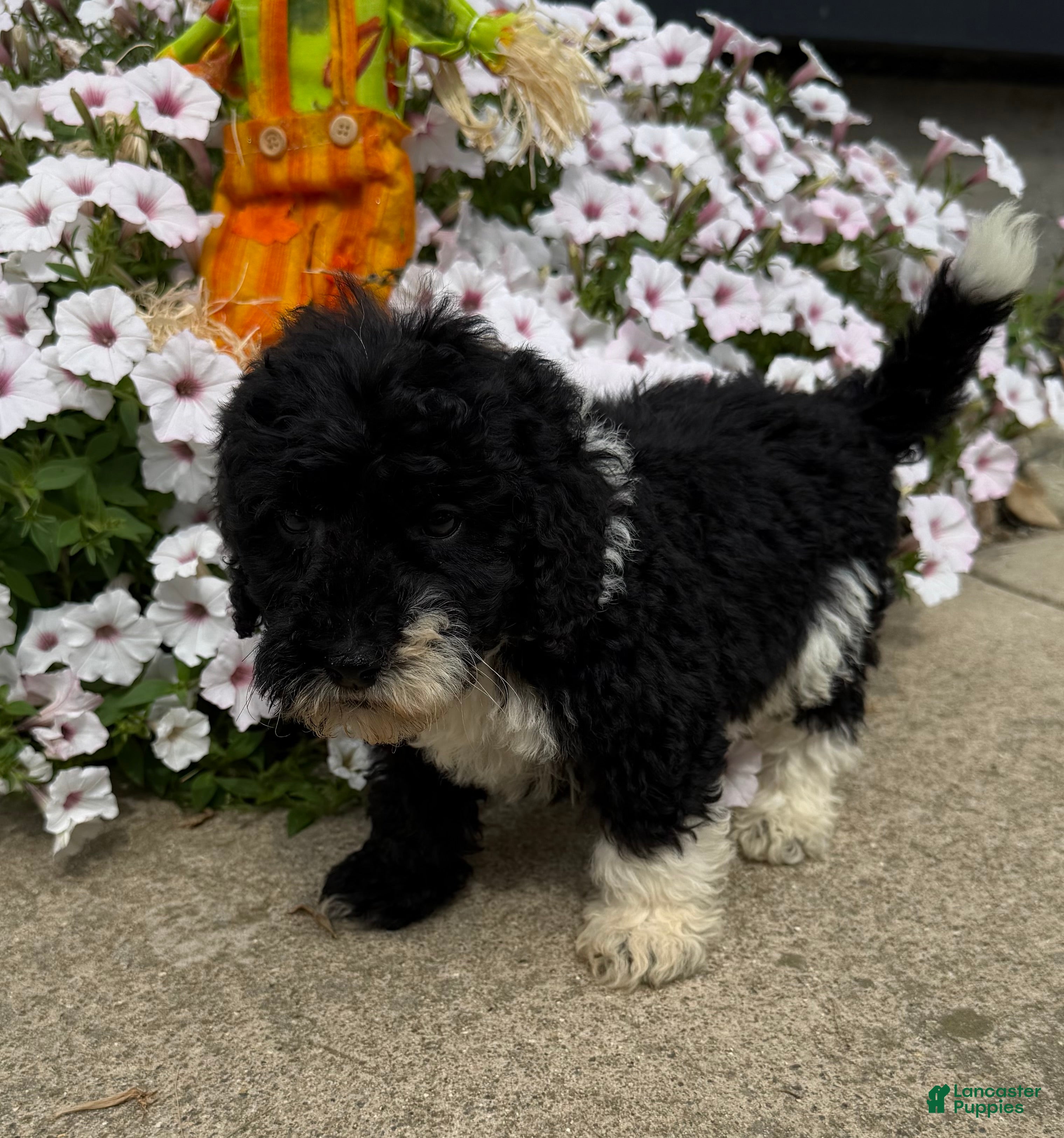 Miniature Poodle dogs Max - Ad 2