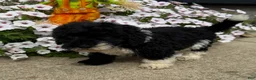 Miniature Poodle dogs for sale: Max - Ad 2