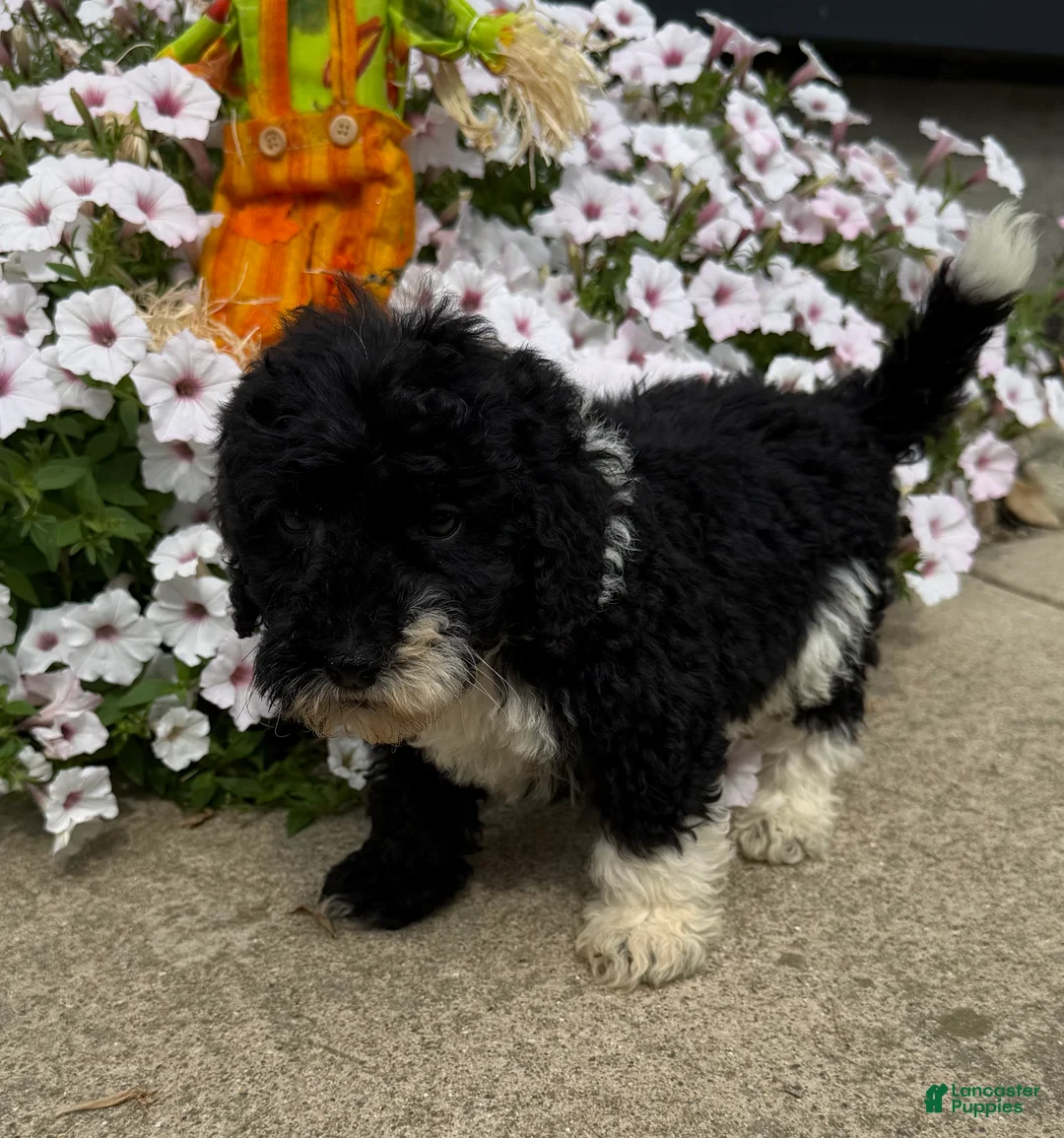 Miniature Poodle dogs for sale: Max - Ad 2
