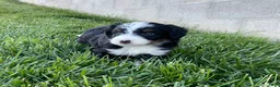Mini Bernedoodle dogs for sale: DJ - Ad 3