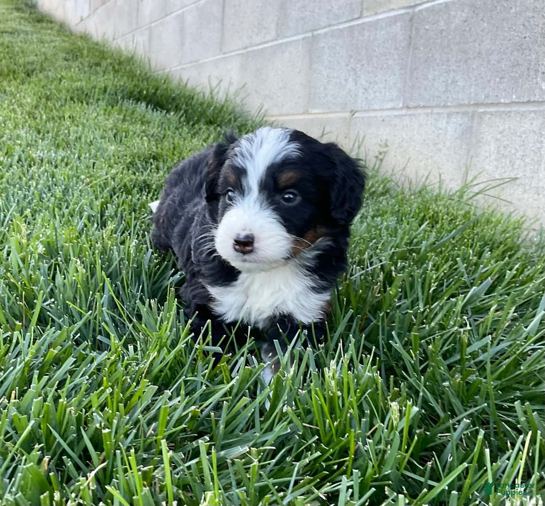 Mini Bernedoodle dogs for sale: DJ - Ad 3