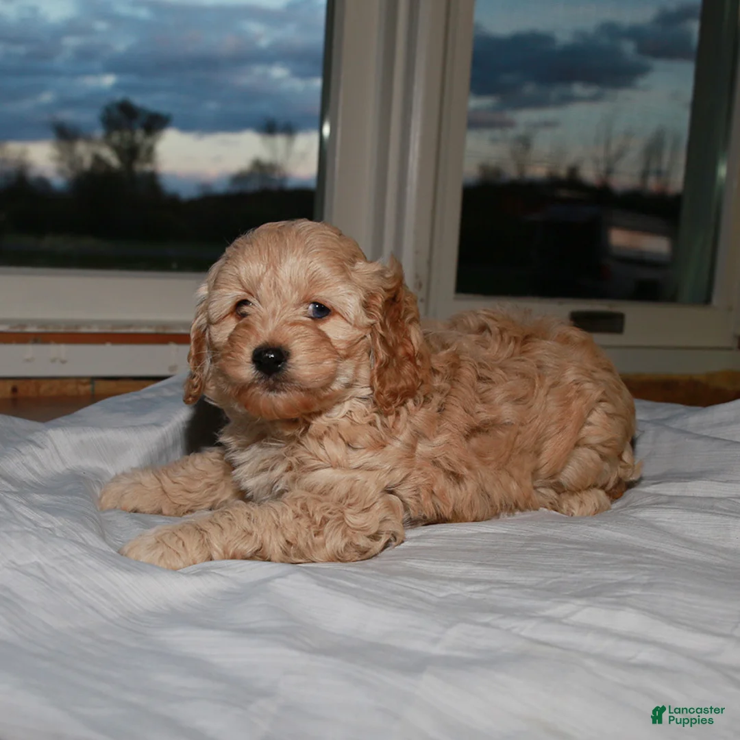 Cockapoo dogs for sale: Charlie - Ad 3