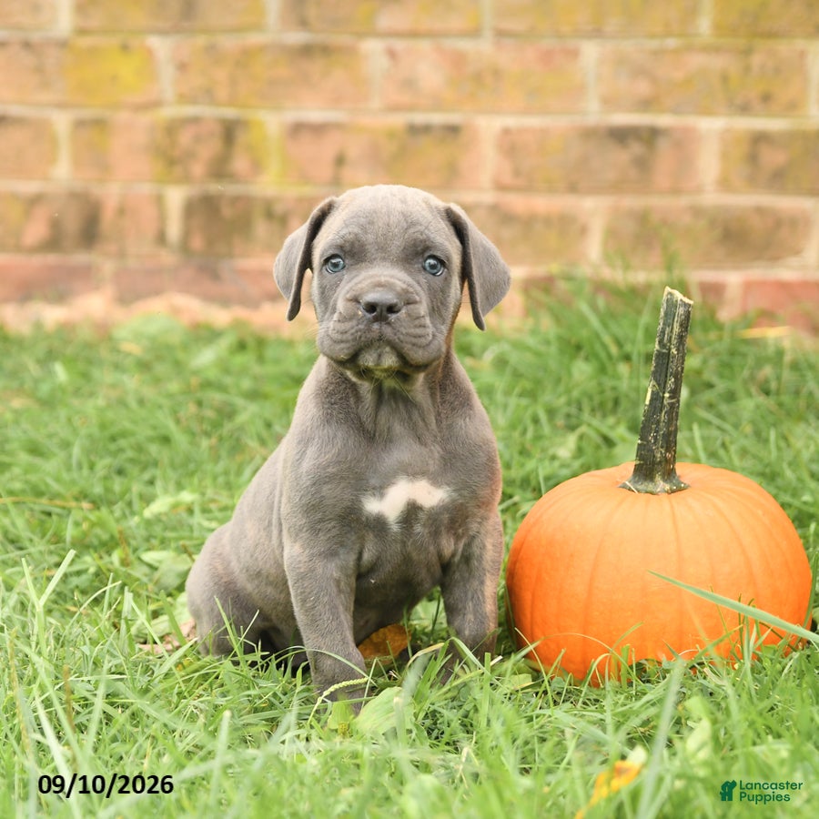 Cane Corso dogs Fancy - Ad 2