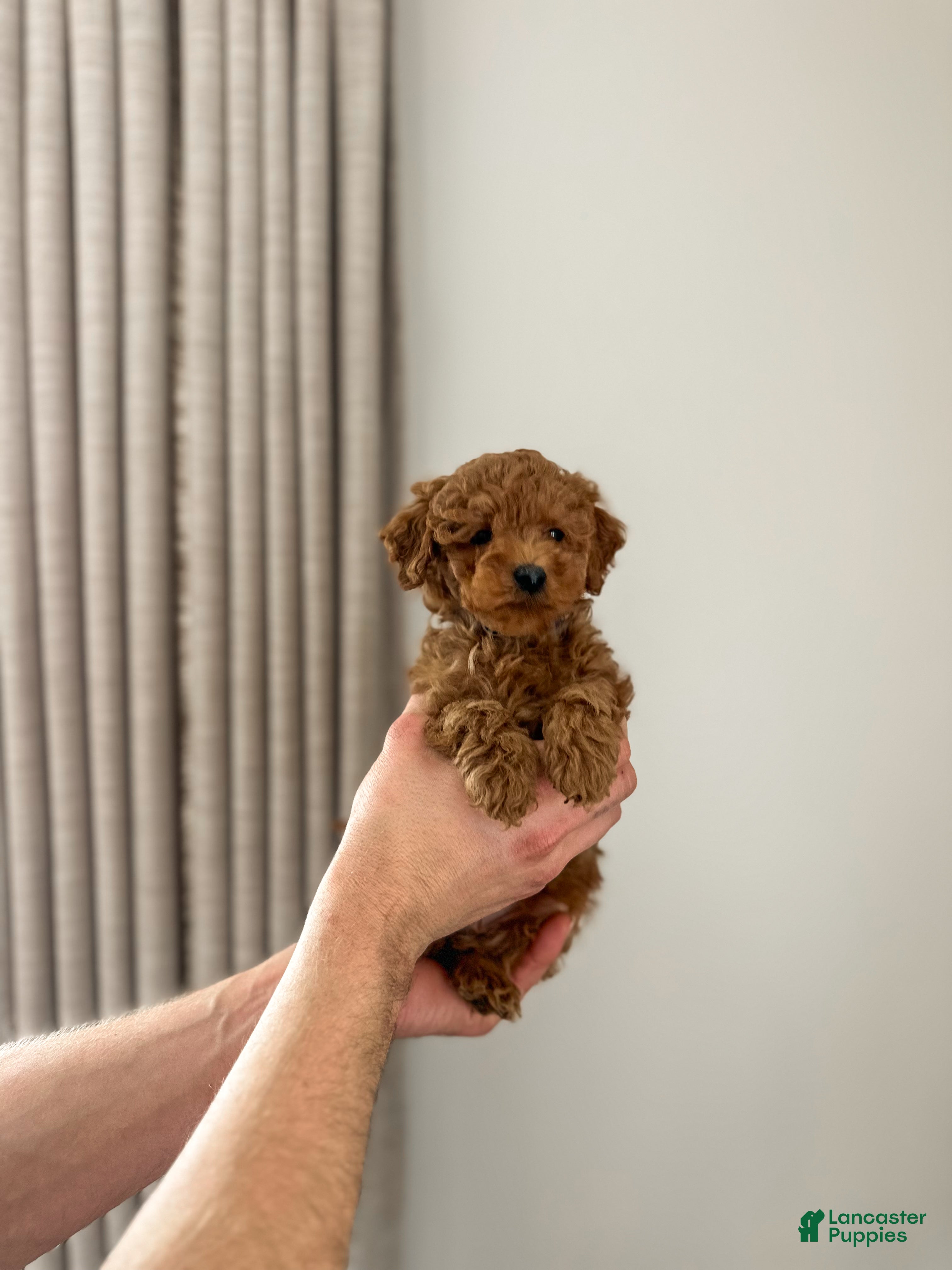 Mini Goldendoodle dogs Brookes - Ad 8