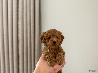 Mini Goldendoodle dogs Brookes - Ad 8