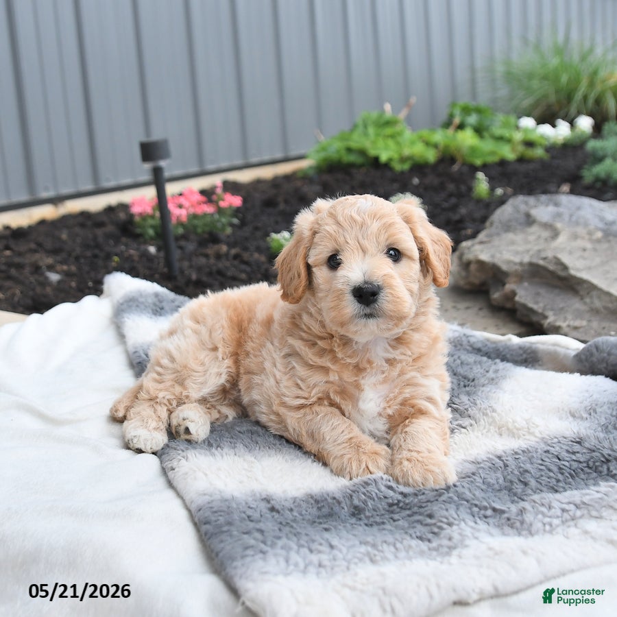 Bichpoo dogs Jade - Ad 2