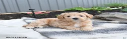 Bichpoo dogs for sale: Jade - Ad 2