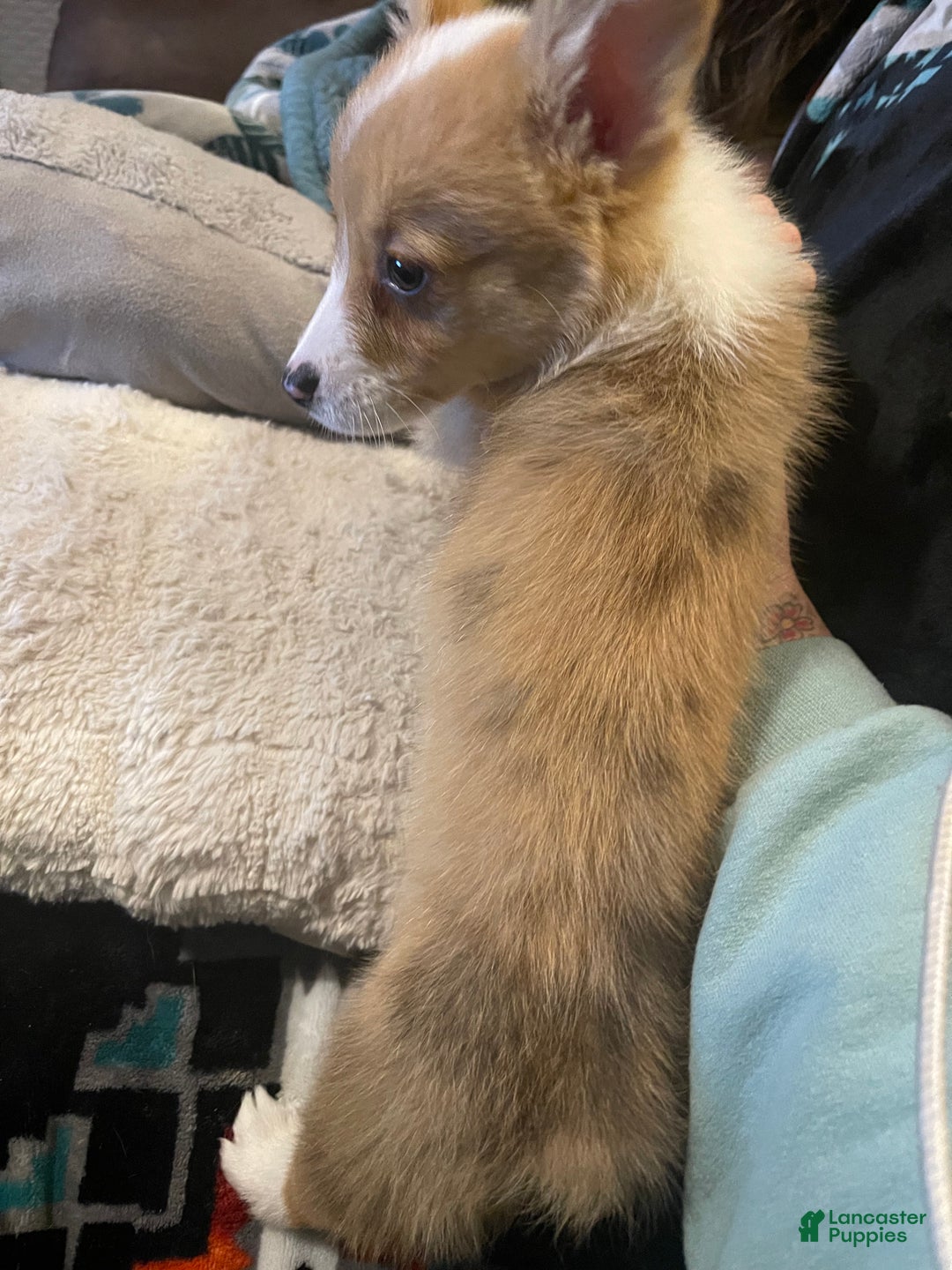 Welsh Corgi Pembroke dogs for sale: Chip - Ad 2