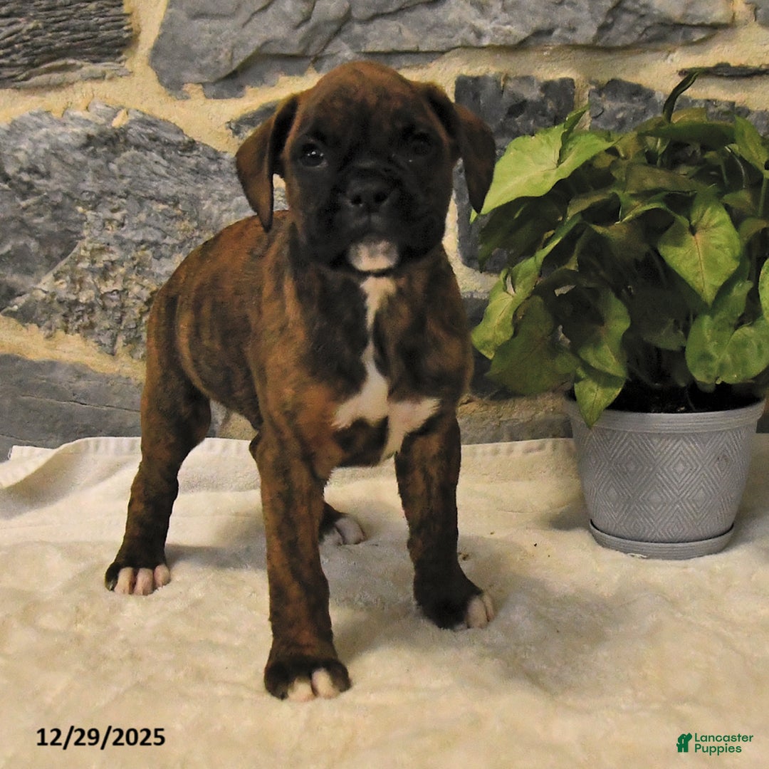 Boxer dogs for sale: Chance - Ad 3