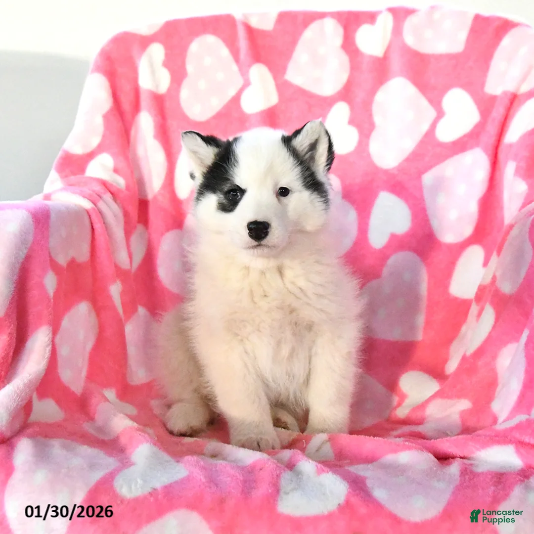 Pomsky dogs for sale: Pistol - Ad 5