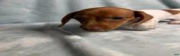 Dachshund dogs for sale: Brave heart - Ad 2