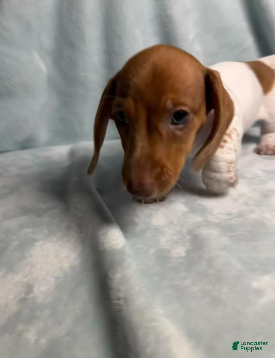 Dachshund dogs for sale: Brave heart - Ad 2
