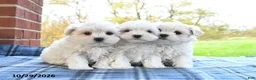 Maltese dogs for sale: Frosty - Ad 5