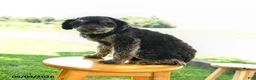 Maltipoo dogs for sale: Shadow - Ad 2