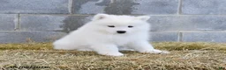Samoyed dogs for sale: Alaska - Ad 2
