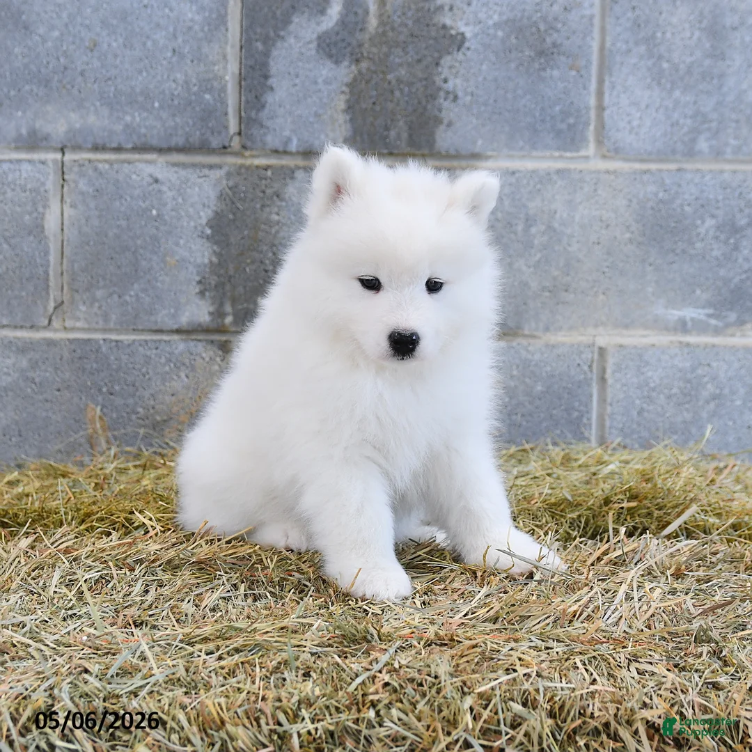 Samoyed dogs for sale: Alaska - Ad 2