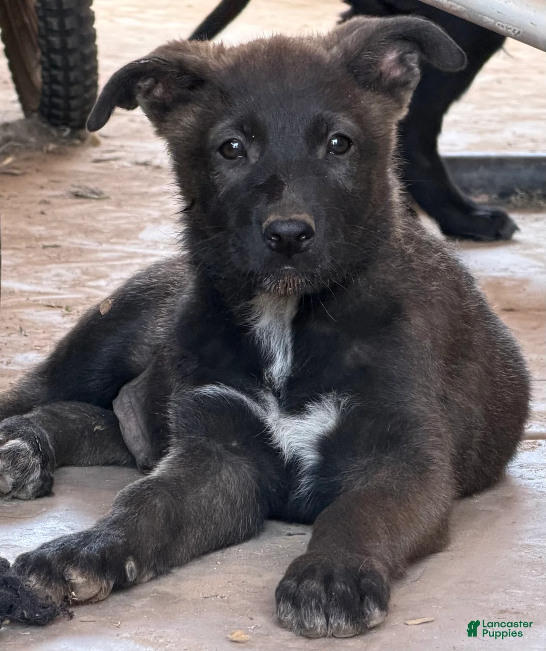 German Shepherd dogs for sale: German Shepherd Puppy 2 - Ad 2