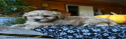 Maltipoo dogs for sale: Mopsy - Ad 4