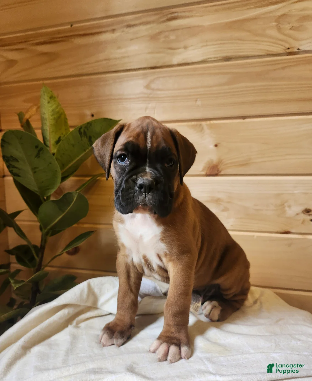 Boxer dogs for sale: Jagger  - Ad 1