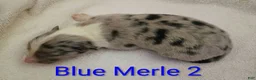 Border Collie dogs for sale: Border Collie 1 - Ad 13