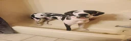 Great Dane dogs for sale: Moo Moo - Ad 4