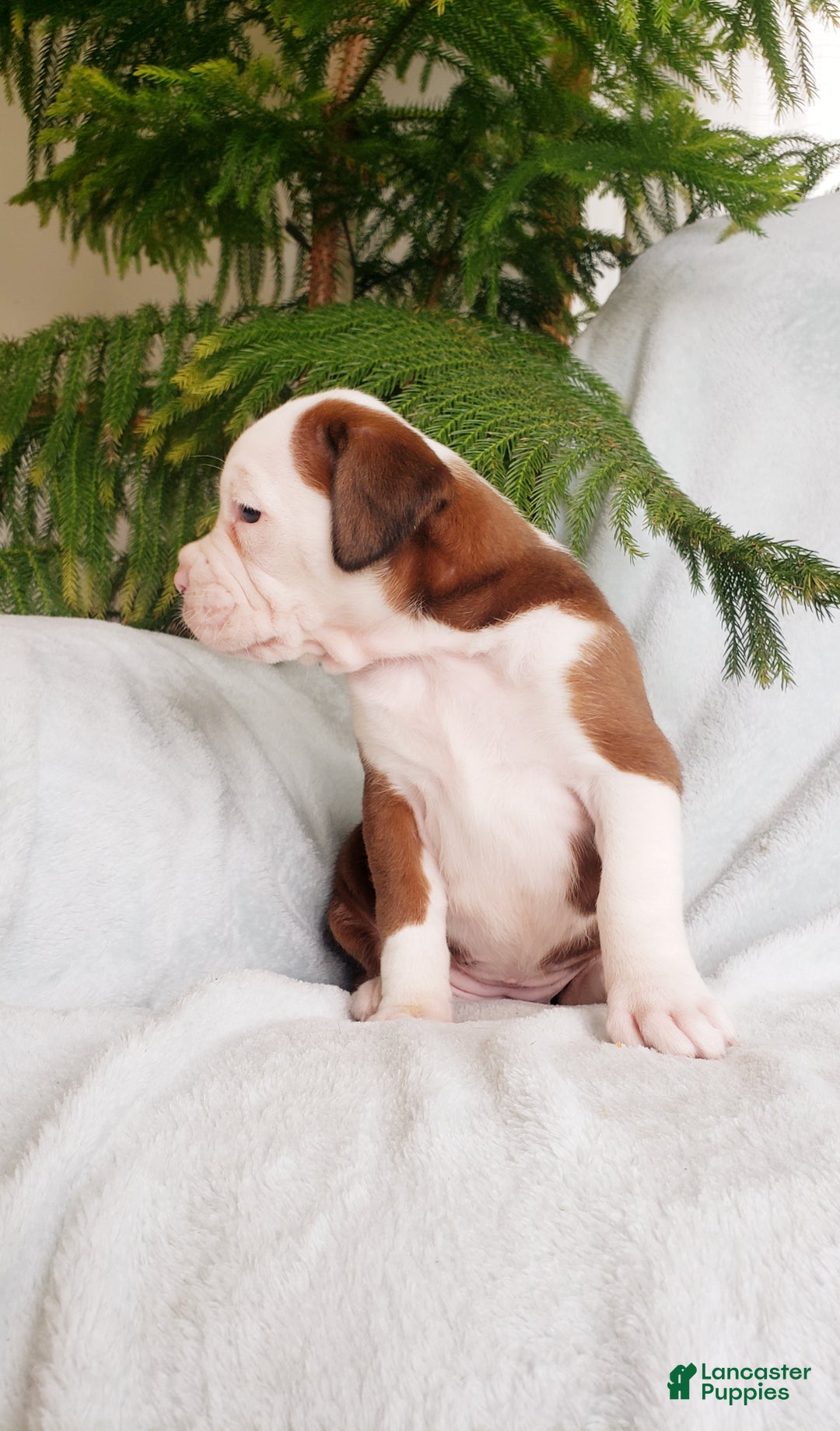 Boxer dogs for sale: Cinnamon - Ad 4