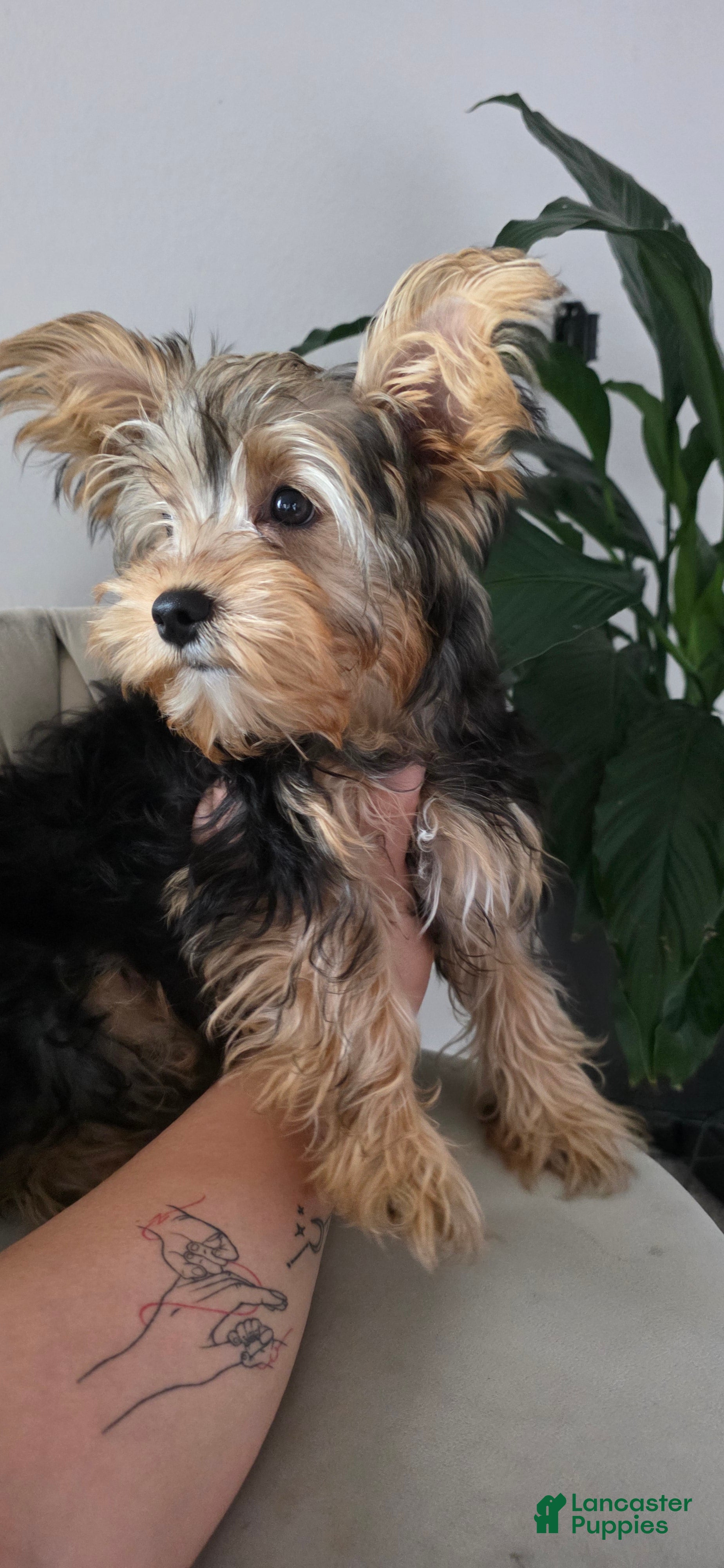 Yorkshire Terrier dogs Jimmy - Ad 2