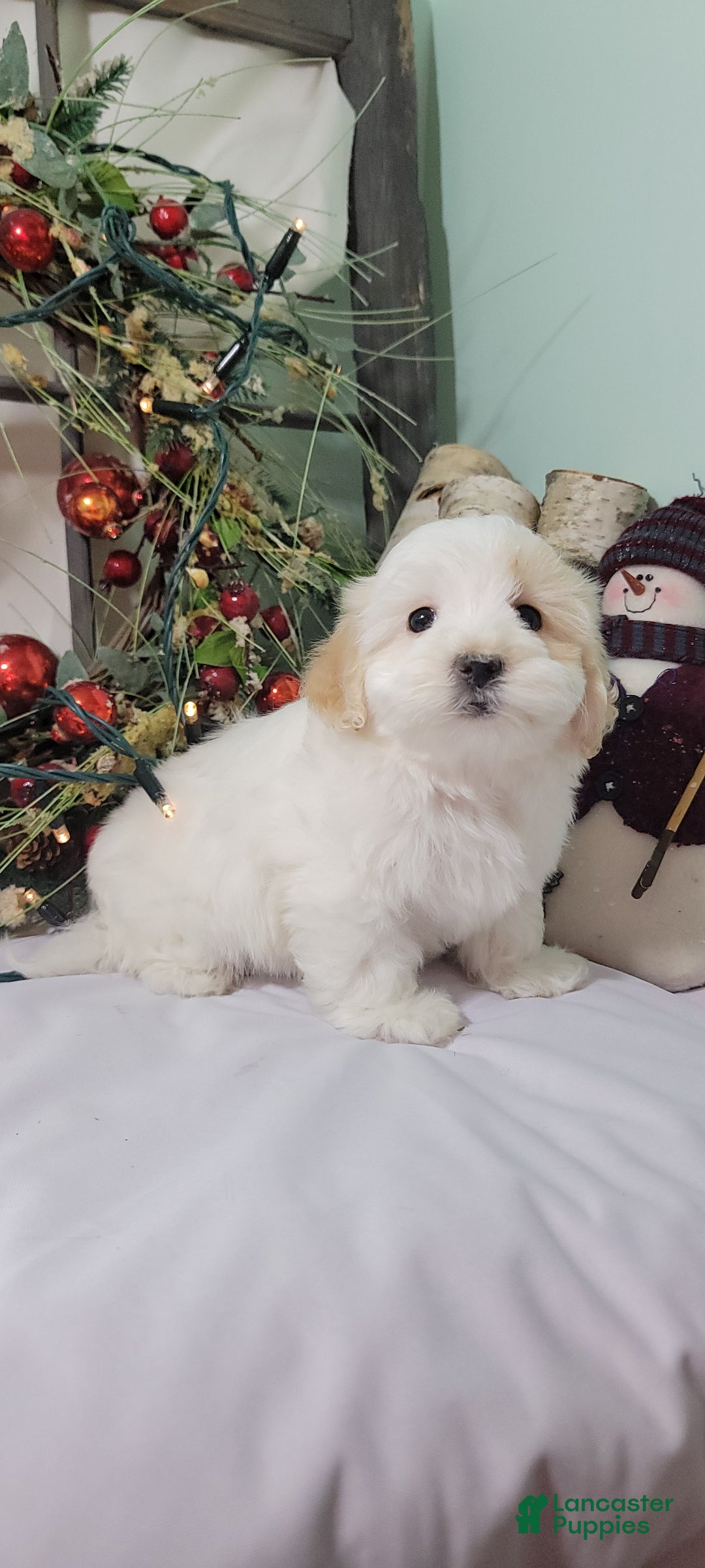 Maltipoo dogs for sale: Mason - Ad 10