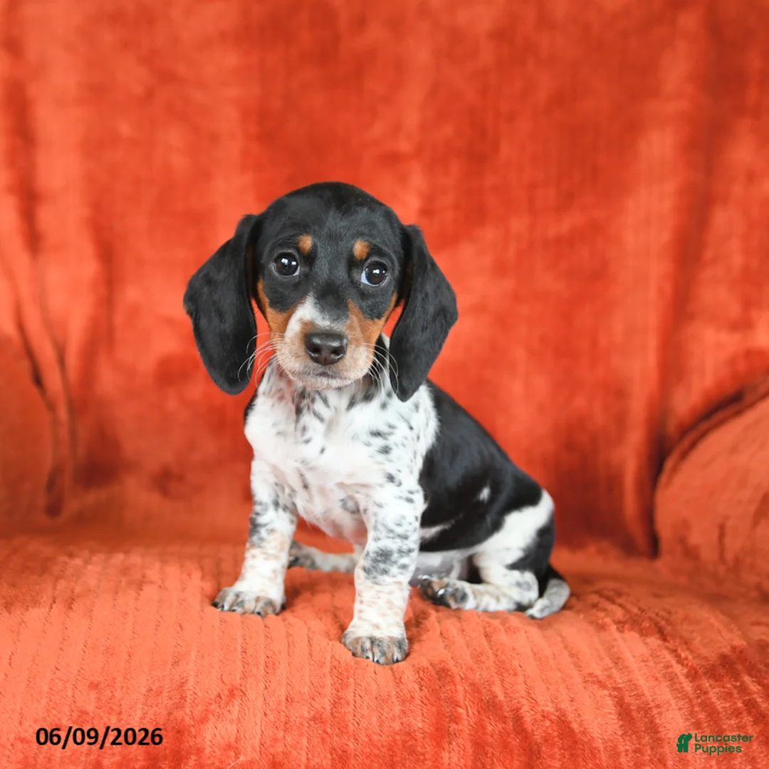 Miniature Dachshund dogs for sale: Abby - Ad 2