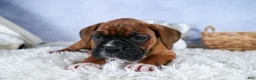 Boxer dogs for sale: Sarge  - Ad 19