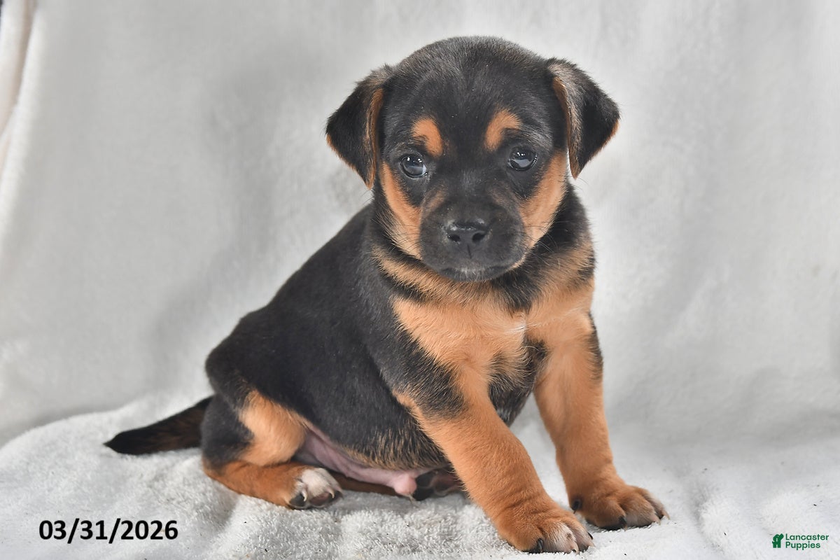 Mixed Breed dogs Ace - Ad 1