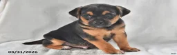 Mixed Breed dogs for sale: Ace - Ad 1